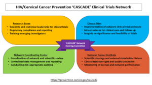 HIV/Cervical Prevention "CASCADE" Clinical Trials Network color coded by roles